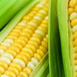 Kukuřice - LONG: Vysoká poptávka a nízké zásoby tlačí cenu kukuřice vzhůru