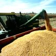 Komoditní vývoj: Sucho vyhnalo ceny obilnin vzhůru