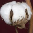 Bavlna - short: Vysoká produkce a zásoby srážejí cenu bavlny