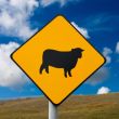Střet s krávou, kopanec od pštrosa a další kuriózní pojistné události