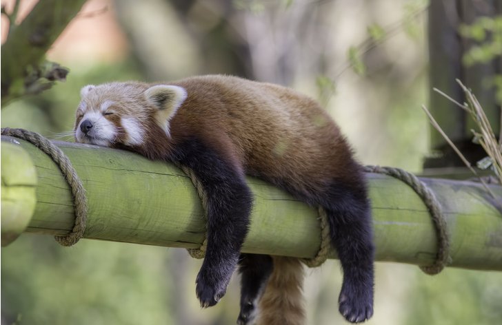 Panda červená odpočívá