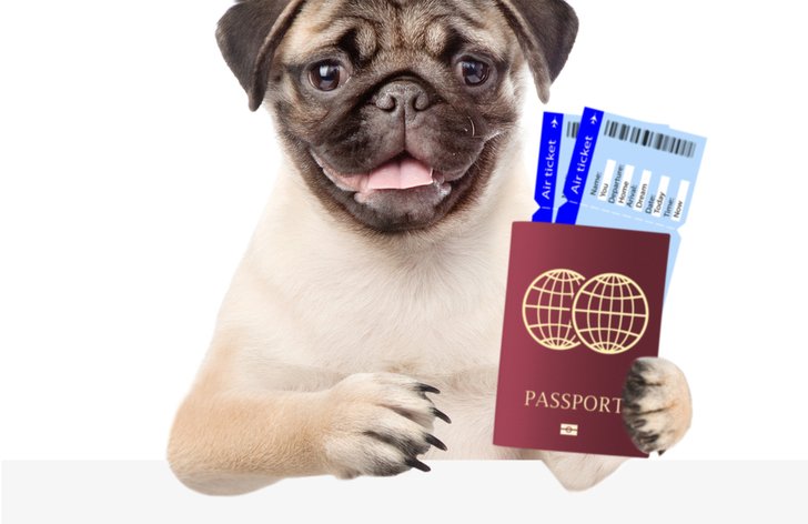 Cesta se psem do zahraničí? Není to tak snadné, jak si myslíte